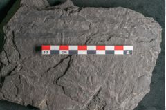 Foto (Detailansicht) von Plantae indet.  (NHMW-GEO-2024-0188-11545)